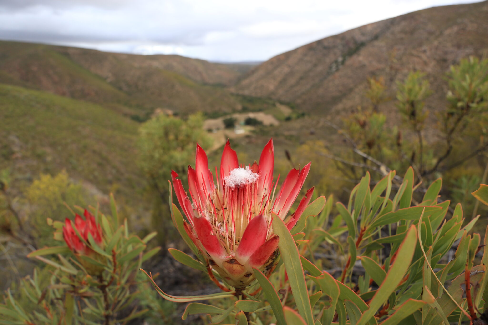 Kouga Camino South Africa. Slackpacking Tours Kouga Wilderness