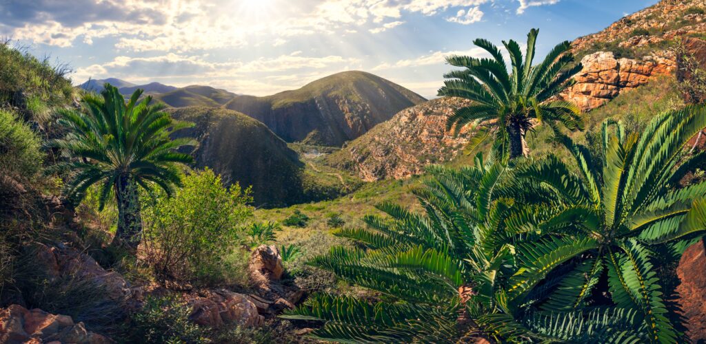 Cycad forest overlooking Bergkamp 1 Home