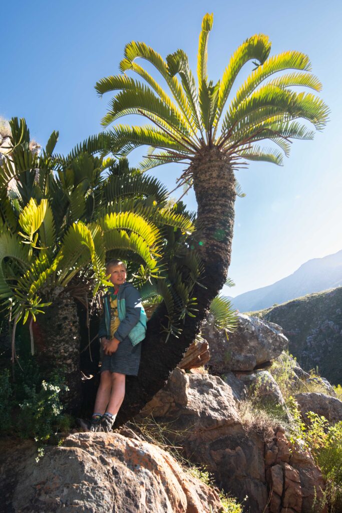 Amazing Cycad