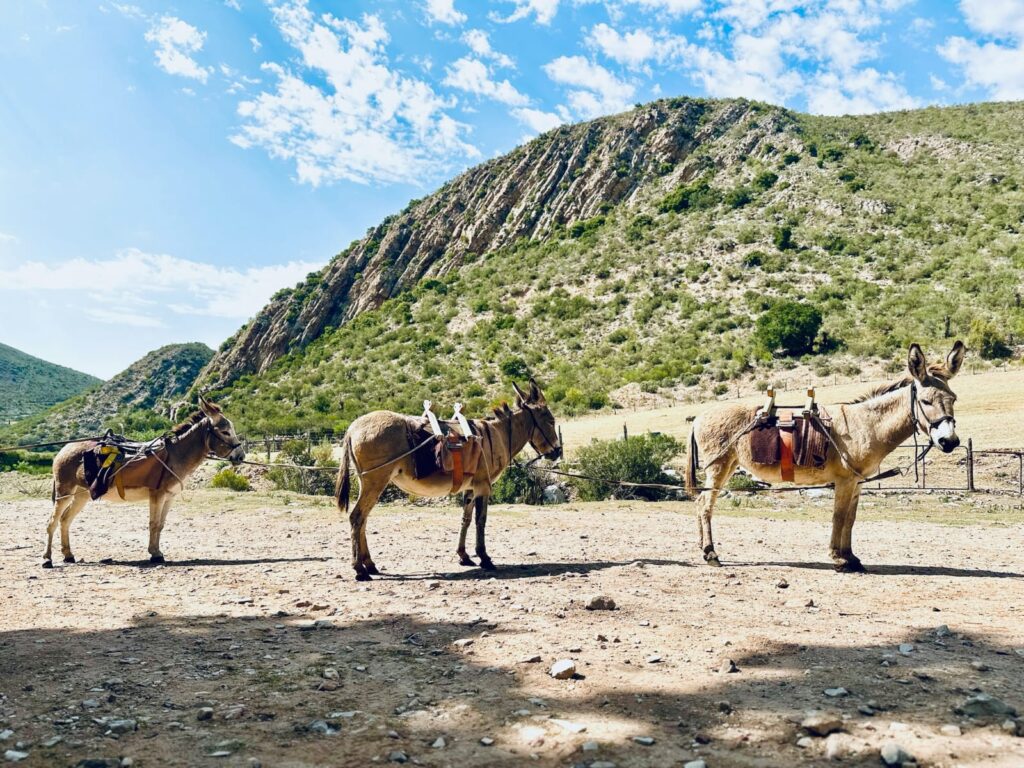 3 Donkeys Jager Family Holiday